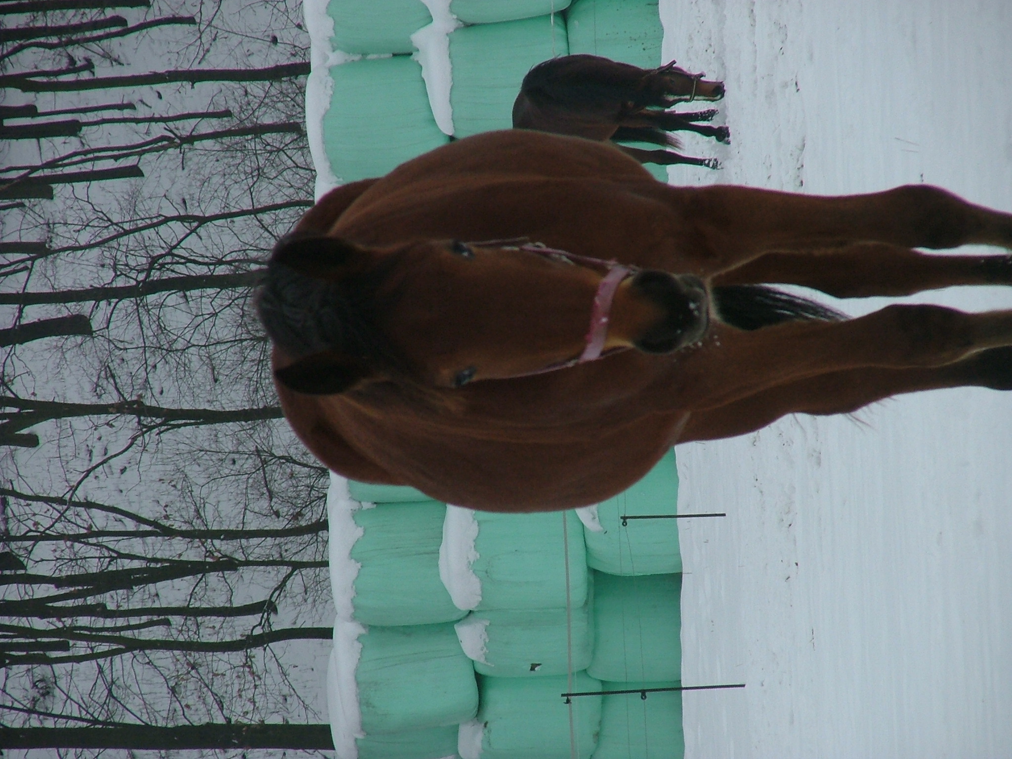 DSCF2631.JPG